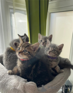 Photo №1. british shorthair - for sale in the city of Finstervalde | 329$ | Announcement № 153771