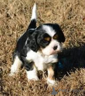 Photo №2 to announcement № 165805 for the sale of cavalier king charles spaniel - buy in Italy private announcement, breeder