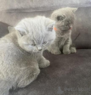 Photo №1. british shorthair - for sale in the city of Дрезден | 370$ | Announcement № 108585