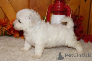 Photo №1. bichon frise - for sale in the city of Gembloux | 516$ | Announcement № 164844