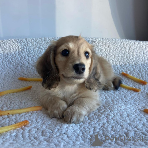 Photo №1. dachshund - for sale in the city of Daytona Beach | negotiated | Announcement № 146291