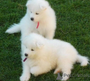 Photo №1. samoyed dog - for sale in the city of Bratislava | negotiated | Announcement № 157884
