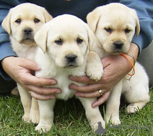 Photo №1. labrador retriever - for sale in the city of Торонто | 700$ | Announcement № 54738