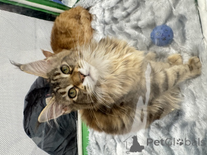 Photo №3. Maine Coon kittens. Russian Federation