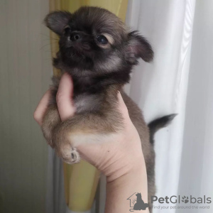 Photo №2 to announcement № 104169 for the sale of chihuahua - buy in United States from nursery