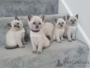 Photo №1. siamese cat - for sale in the city of Bonn | 370$ | Announcement № 114535