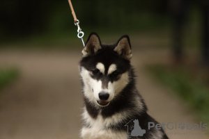 Photo №4. I will sell siberian husky in the city of Москва. private announcement, from nursery - price - negotiated