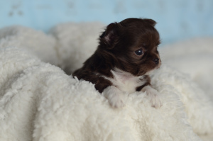 Photo №4. I will sell chihuahua in the city of Tambov. breeder - price - 640$