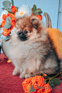 Photo №4. I will sell pomeranian in the city of Батуми. private announcement, breeder - price - 800$