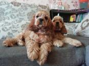 Photo №1. american cocker spaniel - for sale in the city of Dzerzhinsk | 300$ | Announcement № 797
