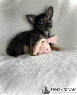Photo №4. I will sell chihuahua in the city of Hammersbach. private announcement, from nursery, from the shelter, breeder - price - 317$