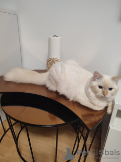 Photo №4. I will sell neva masquerade in the city of Berlin.  - price - 518$