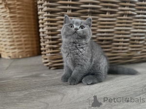 Photo №4. I will sell british shorthair in the city of Donetol. private announcement - price - 465$