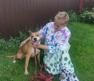 Photo №1. non-pedigree dogs - for sale in the city of Moscow river | Is free | Announcement № 147683