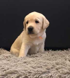Photo №4. I will sell labrador retriever in the city of Bryansk. breeder - price - Negotiated
