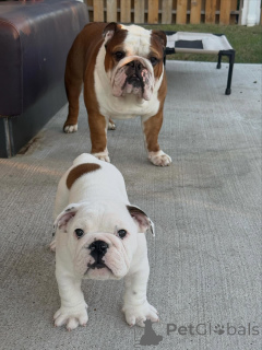 Photo №1. english bulldog - for sale in the city of ASCH | 310$ | Announcement № 175409