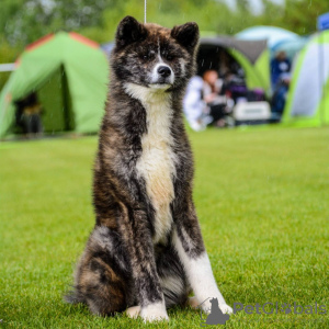 Photo №3. Japanese Akita Inu girl. Belarus