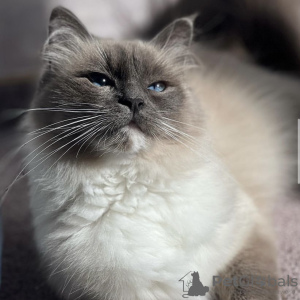 Photo №2 to announcement № 101801 for the sale of british longhair - buy in Germany breeder