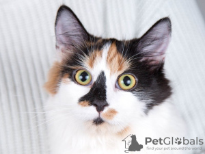 Photo №3. Beautiful calico cat Audrey. Russian Federation