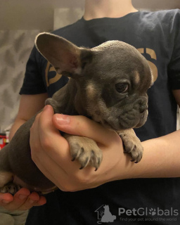 Photo №3. French bulldog Puppies. they are 12 weeks old,. Germany