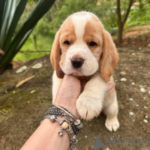 Photo №2 to announcement № 120618 for the sale of beagle - buy in Germany private announcement