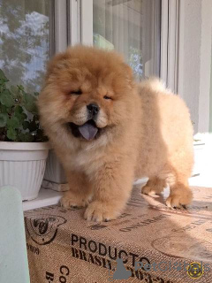 Photo №1. chow chow - for sale in the city of Zrenjanin | negotiated | Announcement № 102156