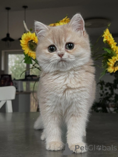 Photo №1. chinchilla cat - for sale in the city of Bremen | negotiated | Announcement № 159475