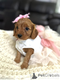 Photo №1. cavalier king charles spaniel - for sale in the city of Amityville | negotiated | Announcement № 154341