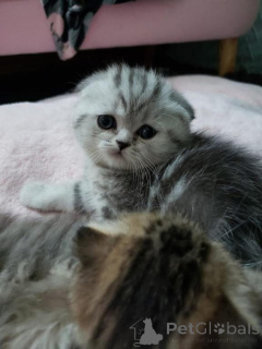 Photo №1.  - for sale in the city of Brasschaat | negotiated | Announcement № 161688