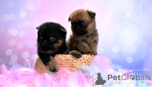 Photo №3. Mini girls Petit Brabançons. Russian Federation