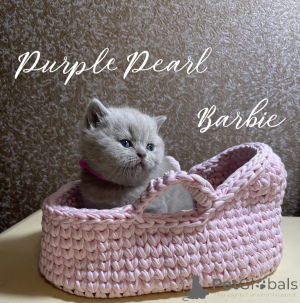 Photo №1.  - for sale in the city of Novosibirsk | 507$ | Announcement № 150242