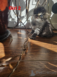 Photo №3. Beautiful Maine Coon X kittens. Austria