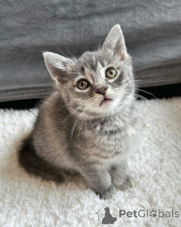 Photo №2 to announcement № 150625 for the sale of domestic cat - buy in Germany from the shelter, breeder