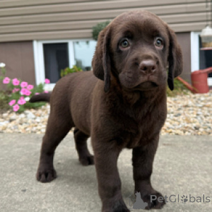 Photo №1. labrador retriever - for sale in the city of Berlin | 619$ | Announcement № 173208