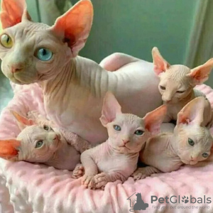Photo №1. sphynx-katze - for sale in the city of Helsinki | 528$ | Announcement № 69144