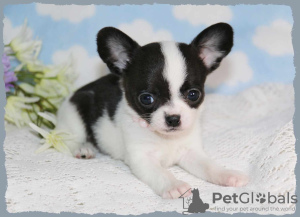 Photo №3. chihuahua puppies for adoption. United States