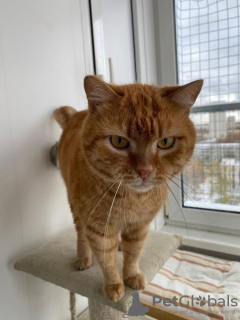 Additional photos: Bright sunshine red cat Panya is looking for a home!