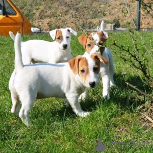 Photo №1. jack russell terrier - for sale in the city of Helsinki | 475$ | Announcement № 120151