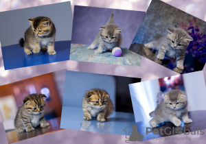 Photo №1. scottish fold - for sale in the city of Kiev | negotiated | Announcement № 52476