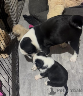 Photo №2 to announcement № 170567 for the sale of pug - buy in Finland breeder