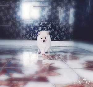 Photo №2 to announcement № 1211 for the sale of pomeranian - buy in Belarus private announcement
