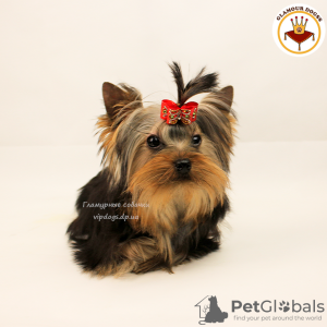 Photo №4. I will sell yorkshire terrier in the city of Kiev. private announcement, from nursery, breeder - price - 1811$