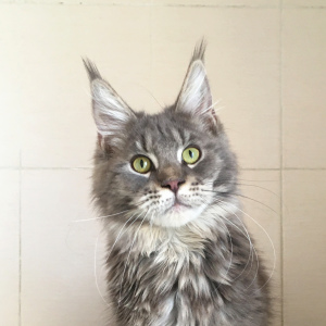 Photo №1. maine coon - for sale in the city of Volgograd | 160$ | Announcement № 5954