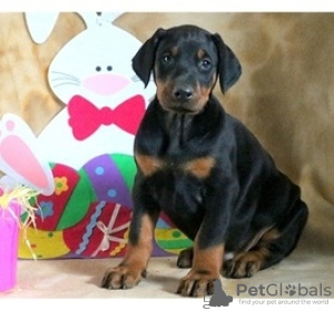 Photo №1. dobermann - for sale in the city of Wiesbaden | 141$ | Announcement № 129370