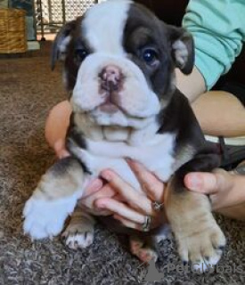 Photo №2 to announcement № 124073 for the sale of english bulldog - buy in Finland private announcement