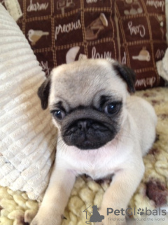 Photo №3. Pedigree Pug puppies with available now for sale. Germany