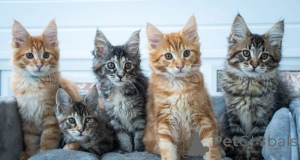 Photo №1. maine coon - for sale in the city of Warsaw | 258$ | Announcement № 155928