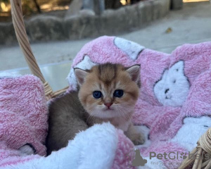 Photo №4. I will sell british shorthair in the city of Франкфурт-на-Майне. private announcement, breeder - price - negotiated