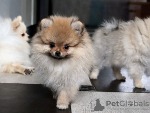 Additional photos: Pomeranian Girl, Orange Sable