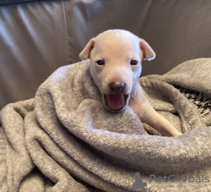 Photo №2 to announcement № 36626 for the sale of italian greyhound - buy in Russian Federation from nursery, breeder